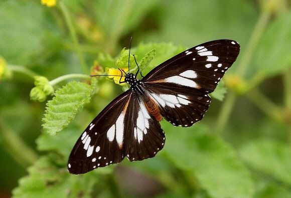 Danaus affinis Butterflies of Australia Danaus affinis