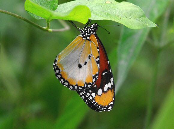 Danaus chrysippus Butterflies of Africa Danaus chrysippus