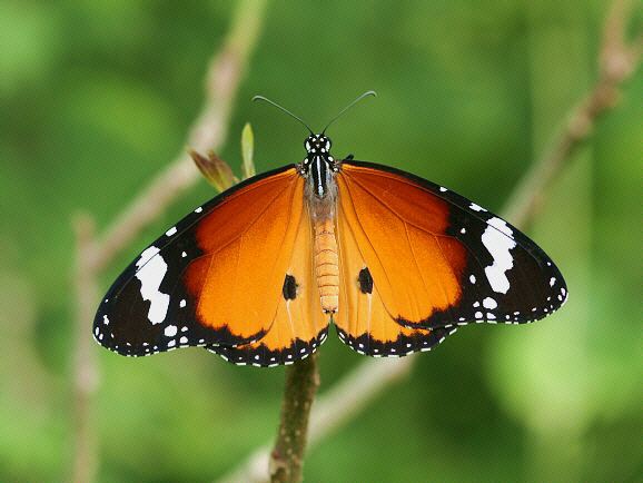 Danaus (genus) wwwlearnaboutbutterfliescomDanaus20chrysippus