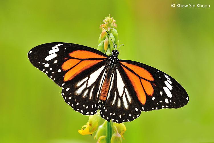 Danaus melanippus ButterflyCircle Checklist