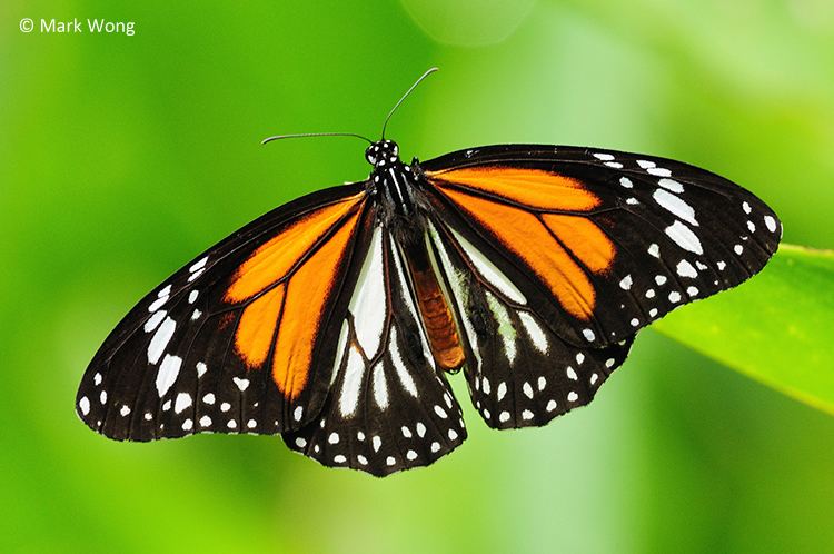 Danaus melanippus ButterflyCircle Checklist
