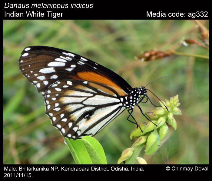 Danaus melanippus Danaus melanippus White Tiger Butterflies of India