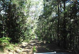Danbulla National Park and State Forest httpsuploadwikimediaorgwikipediacommonsthu