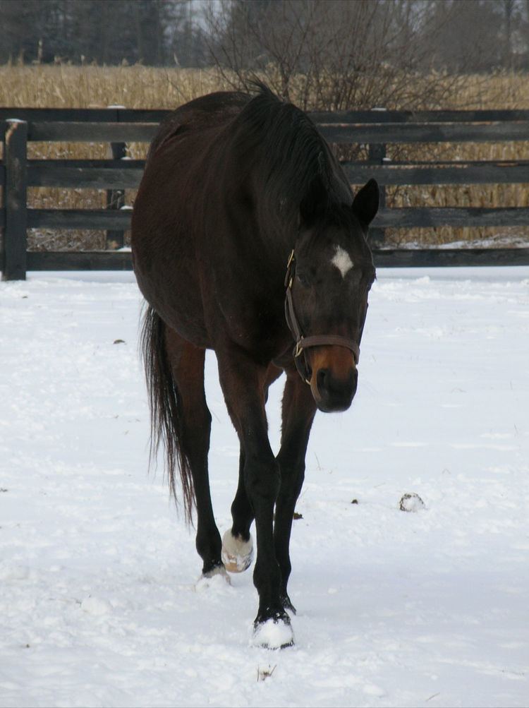 Dance Smartly Dance Smartly THE VAULT Horse racing past and present