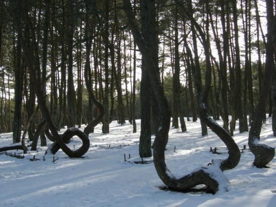 Dancing Forest The Dancing Forest Of Kaliningrad Weird Spiral Trees In Russia