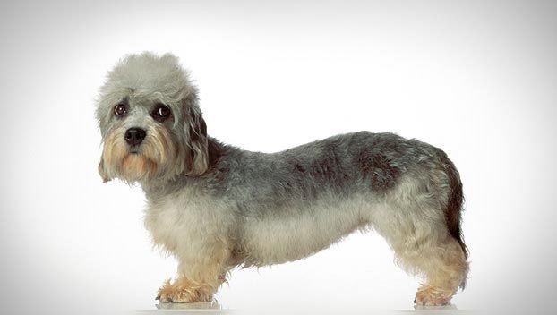 Dandie Dinmont Terrier Dandie Dinmont Terrier Dog Breed Selector Animal Planet