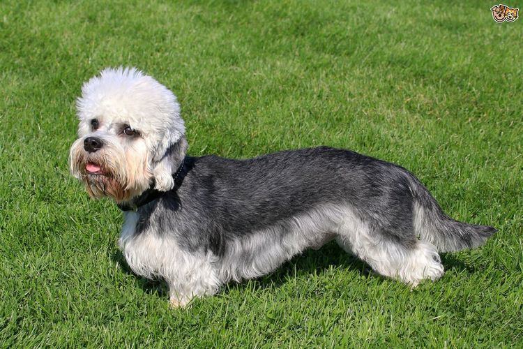 Dandie Dinmont Terrier The history and background of the Dandie Dinmont terrier Pets4Homes