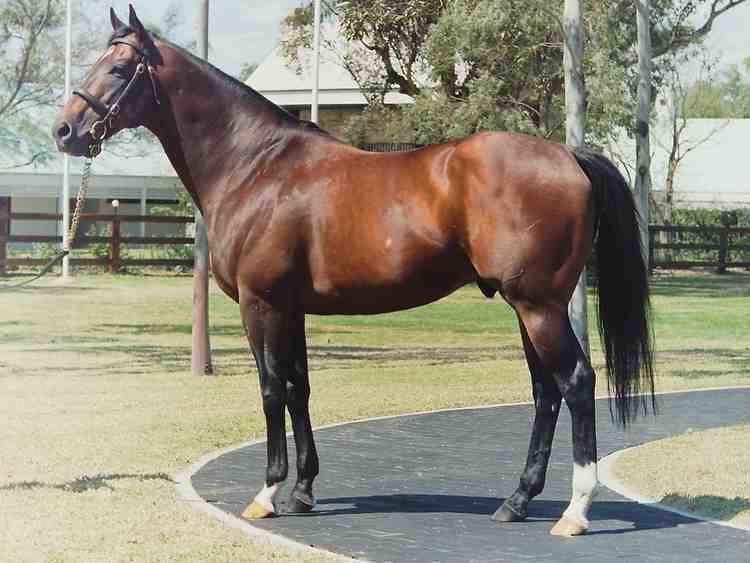 Danehill (horse) Flash Expectations ASB TB Ashgrove Stud