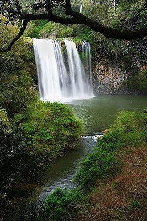 Dangar Falls httpsmediacdntripadvisorcommediaphotos03