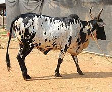 Dangi cattle httpsuploadwikimediaorgwikipediacommonsthu
