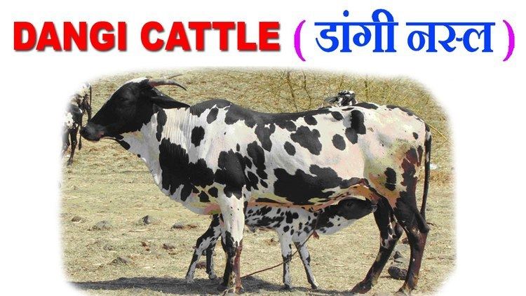 Dangi cattle Dangi Cattle Popular Breed in Gujarat and Maharashta