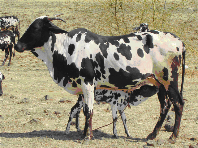 Dangi cattle Cattle Breeding Farm and Dangi Cow Research Station Igatpuri