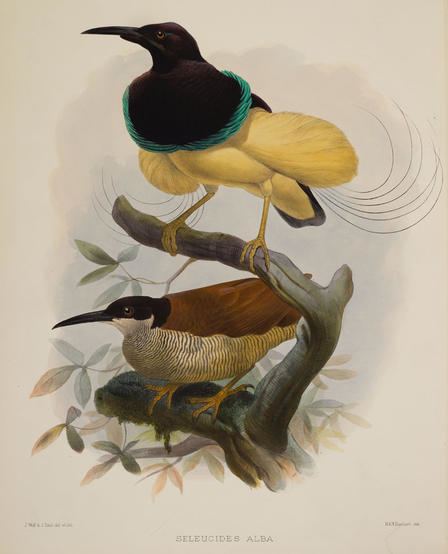 Daniel Giraud Elliot Alfred Russel Wallace and the Birds of Paradise with Sir David