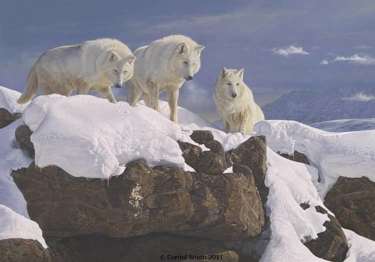 Daniel Smith (artist) White Wolf Daniel Smith Amazing realistic American wildlife