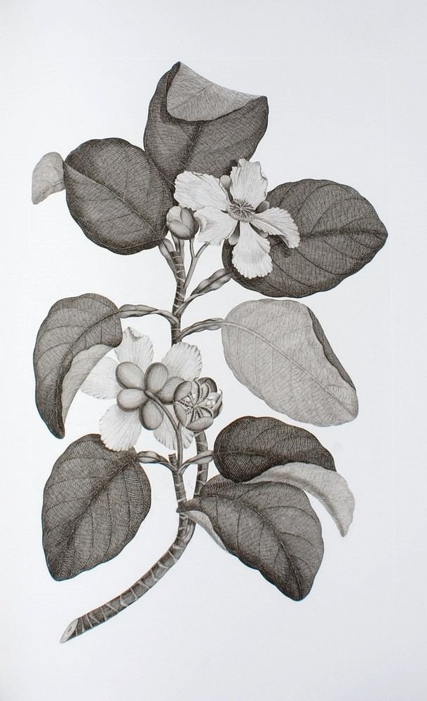 Daniel Solander Captain Cooks Florilegium A selection of engravings from the