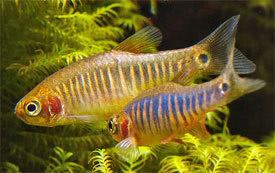 Danio erythromicron Celestichthys erythromicron Emerald Dwarf Rasbora Tropical Fish