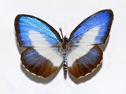 Danis (butterfly) httpsuploadwikimediaorgwikipediacommonsthu