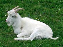 Danish Landrace goat httpsuploadwikimediaorgwikipediacommonsthu