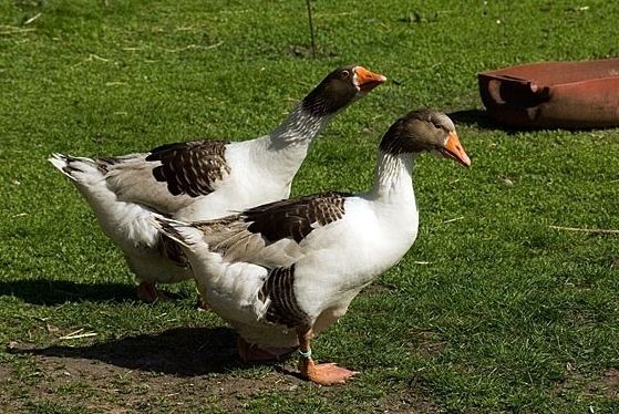 Danish landrace goose