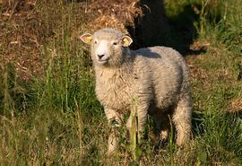 Danish Landrace sheep httpsuploadwikimediaorgwikipediacommonsthu
