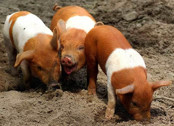 Danish Protest Pig The Danish Protest Pig Album on Imgur