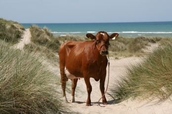 Danish Red cattle Red Danish Cattle