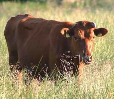 Danish Red cattle Danish Red Cattle Modern Farming Methods