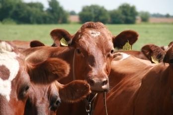 Danish Red cattle Red Danish Cattle