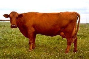 Danish Red cattle baltic cows danish red cows Dairy Cows Pinterest Danishes