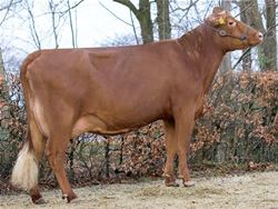 Danish Red cattle Importers of high quality Danish Red Cattle