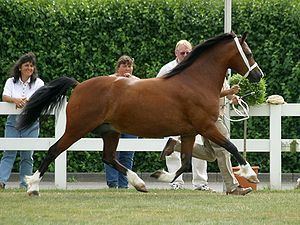 Danish Sport Pony wwwhorsebreedspicturescomwpcontentuploads201