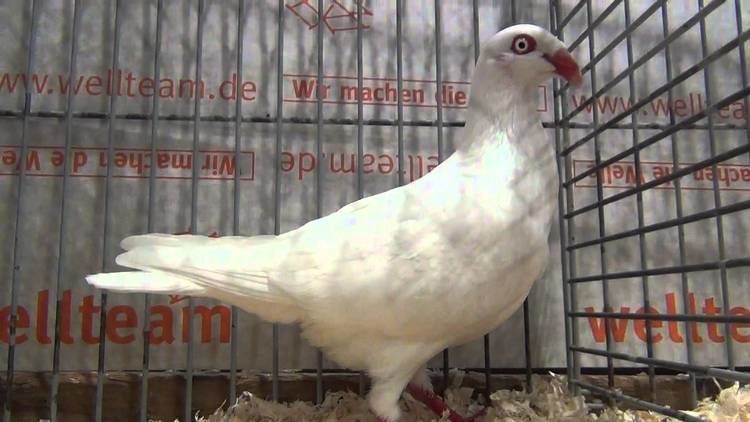 Danish Tumbler danish tumbler fancy pigeon YouTube
