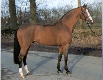 Danish Warmblood Lando Danish Warmblood stallion Superior Equine Sires