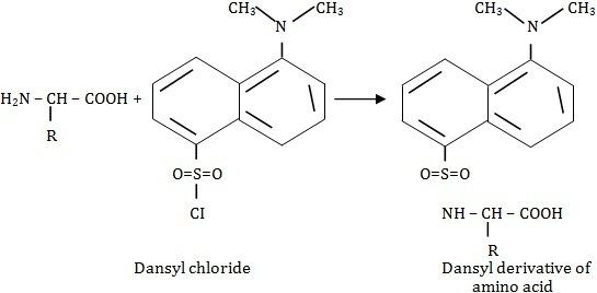 Dansyl chloride Dansyl Chloride Reaction Assignment Help Homework Help Online Live