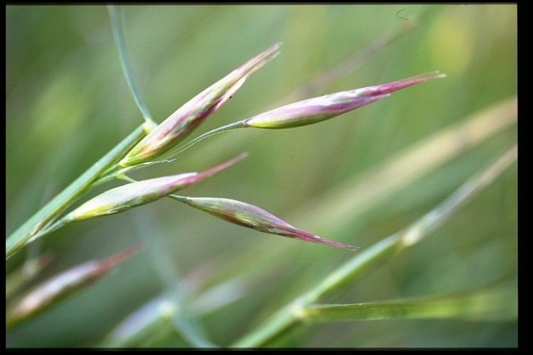Danthonia californica Danthonia californica California oatgrass