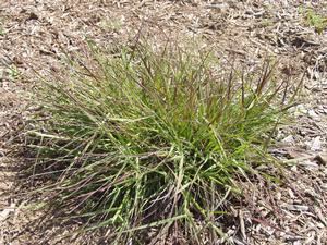 Danthonia californica Danthonia californica 3939 California oatgrass from Gold Rush Nursery