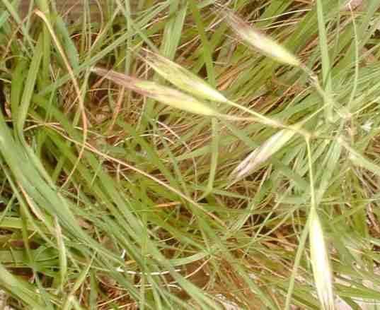 Danthonia californica Danthonia californica California Oat Grass