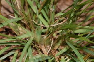 Danthonia Danthonia Oatgrass Discover Life