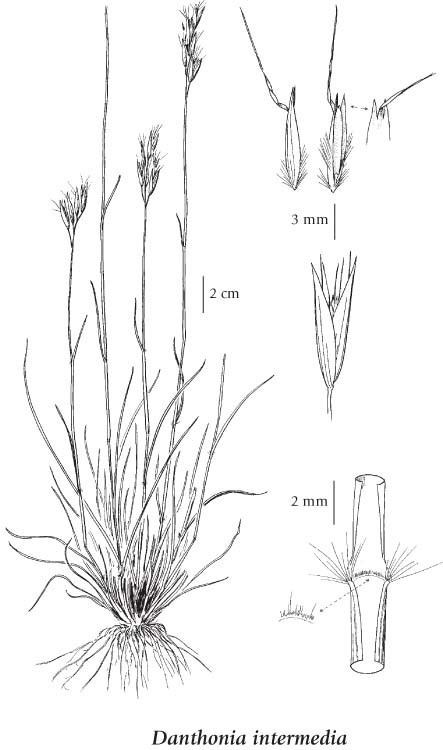Danthonia intermedia EFlora BC Electronic Atlas of the Flora of BC