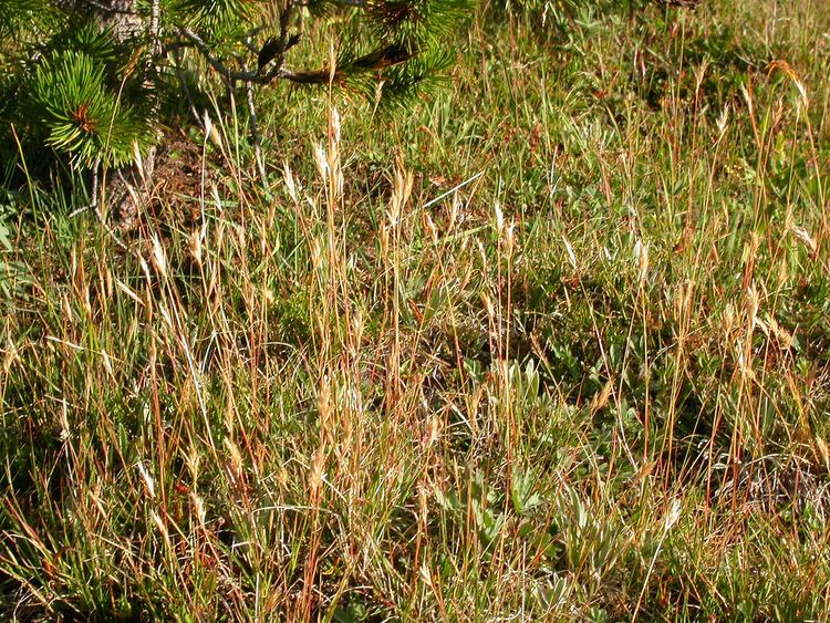 Danthonia intermedia Danthonia intermedia Danthonia intermedia predominates in Flickr