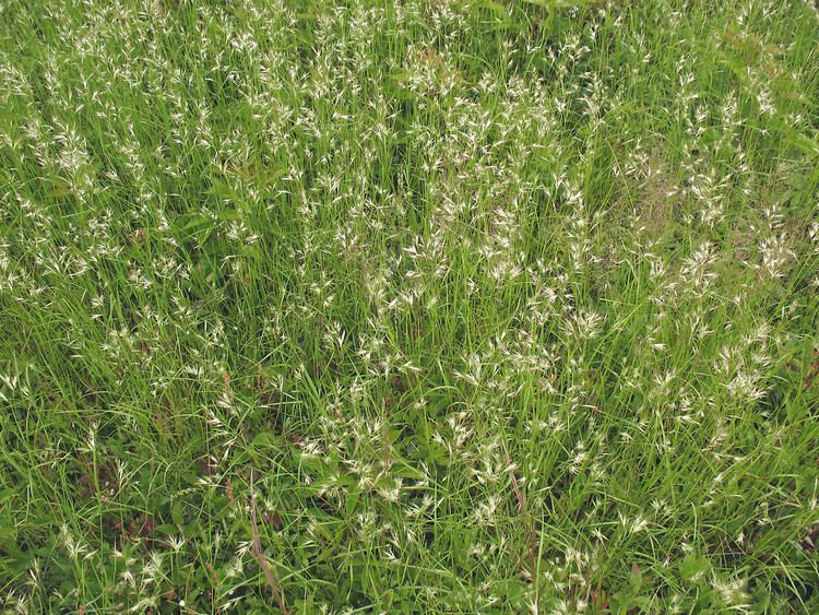 Danthonia spicata httpsnewfss3amazonawscomtaxonimages1000s1