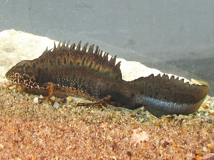 Danube crested newt CalPhotos Triturus dobrogicus Danube Crested Newt