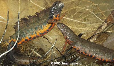 Danube crested newt wwwcaudataorgccimagesspeciesTriturusTdobro