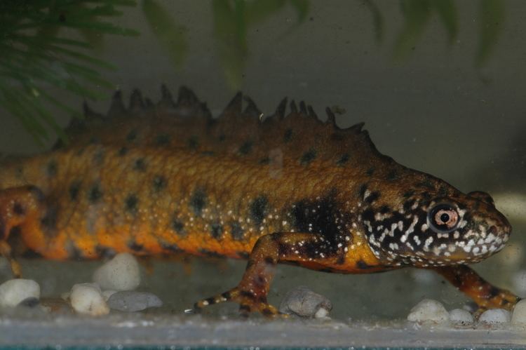 Danube crested newt Amphibians Danube crested newt