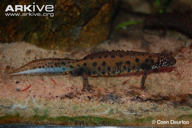 Danube crested newt Danube crested newt photo Triturus dobrogicus G95770 ARKive