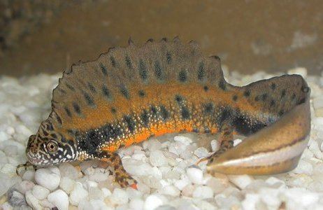 Danube crested newt Animal A Day Danube Crested Newt