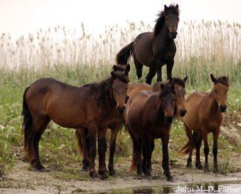 Danube Delta horse wwwcosmosmithcomhorsesimagesdanubedeltahors