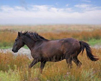Danube Delta horse Danube Delta Horse Horse Breeds Of The World