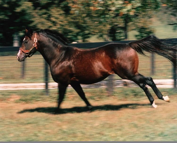Danzig (horse) Igugu THE VAULT Horse racing past and present