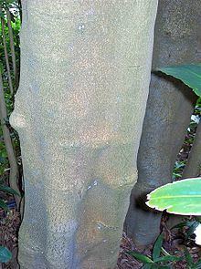 Daphnandra micrantha httpsuploadwikimediaorgwikipediacommonsthu